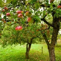 Способы размножения яблони: нюансы проведения, плюсы и минусы каждого способа