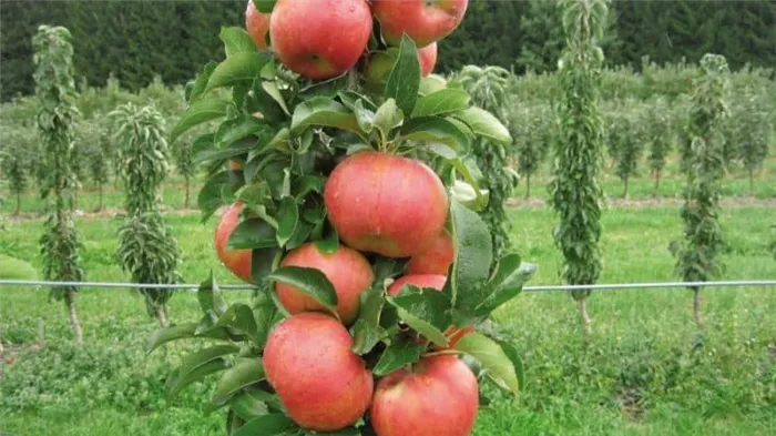 Пошаговая инструкция по черенкованию яблони летом для начинающих