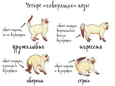 Язык тела кота