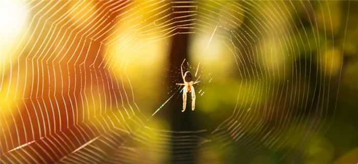 Как избавиться от пауков на даче: в частном доме и на огороде