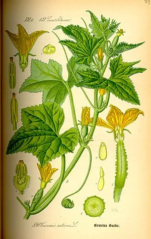 Illustration Cucumis sativus0.jpg