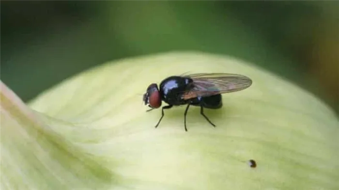 Осторожно, луковая муха: как бороться и победить