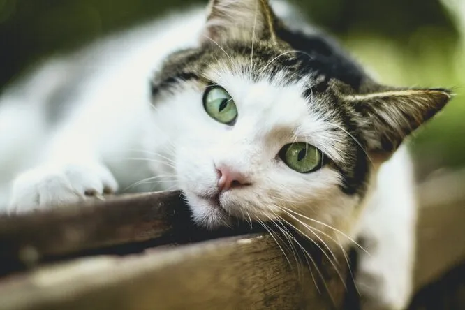 Почему нельзя слишком долго смотреть кошке в глаза: что говорят приметы и наука