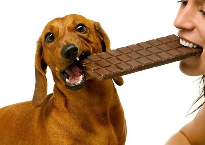 Собака ест шоколад