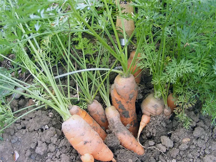 Посадка моркови на даче