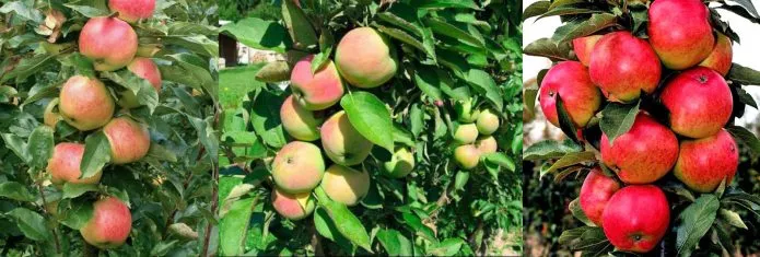 плоды различных сортов колонновидных яблонь