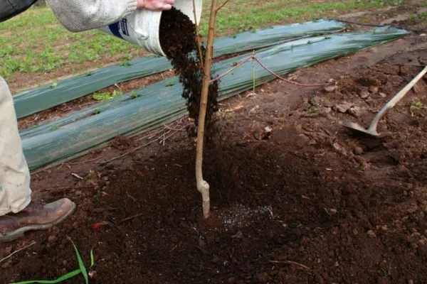 Процесс удобрения посаженного деревца