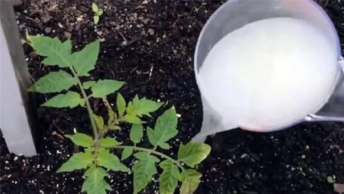 Чем подкормить рассаду помидоров, чтобы были толстенькие стебли и как это сделать правильно