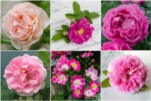 Розы: виды и сорта, фото с названиями и описанием