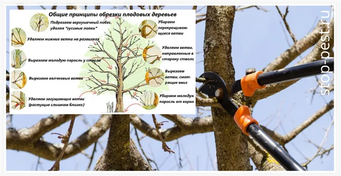 Общие принципы обрезки плодовых деревьев