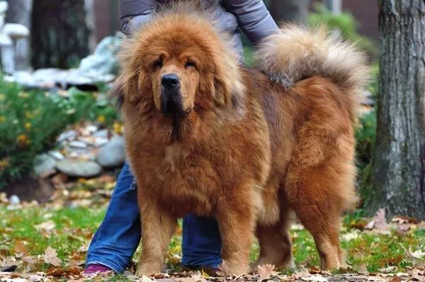 Тибетский-мастиф-собака-Описание-особенности-характер-уход-и-цена-породы-5