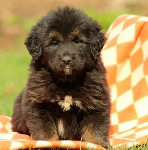 Темный щенок тибетского мастифа