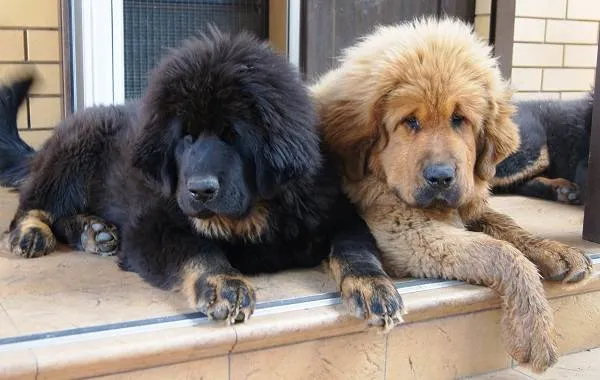 Тибетский-мастиф-собака-Описание-особенности-характер-уход-и-цена-породы-8