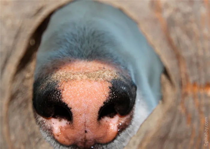 Нос у собаки сухой