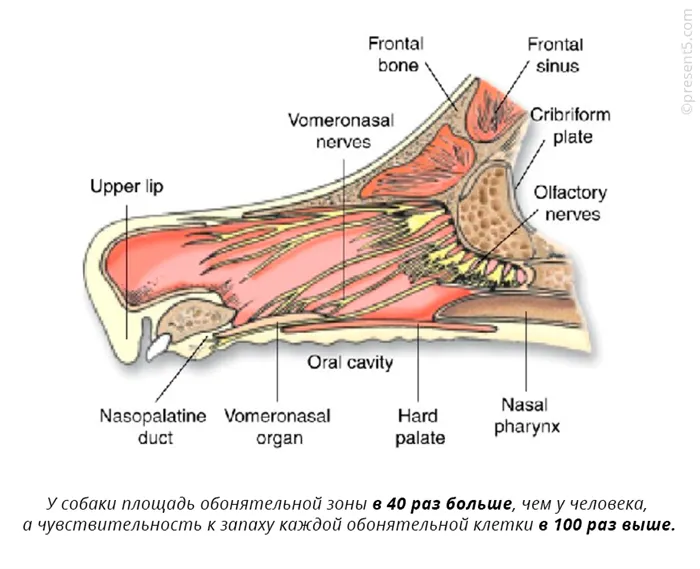 Анатомия носовой полости собаки