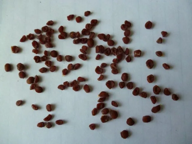 Выращивание лютиков (ранункулюса) из семян в домашних условиях