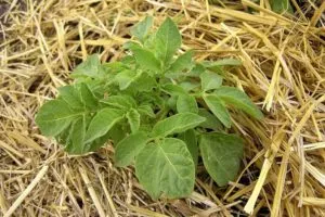 Пошаговое описание метода выращивания картофеля под сеном или соломой