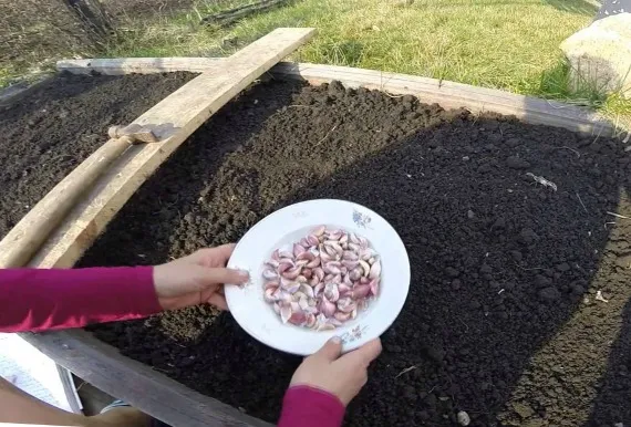 Как правильно посадить яровой чеснок в открытый грунт