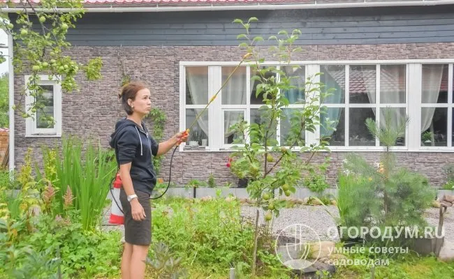 Опрыскивания проводят в безветренную пасмурную погоду