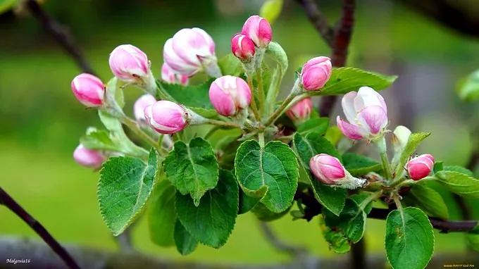 Внекорневая подкормка яблони в стадии розового бутона