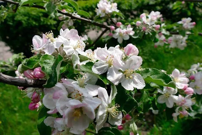 Подкормка яблони во время цветения