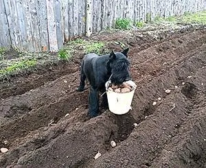 Высадка картофеля в борозды