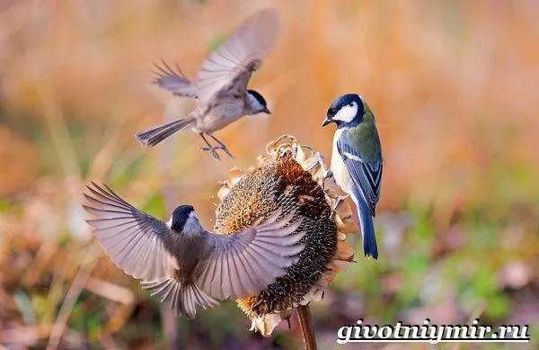 Синица-птица-Образ-жизни-и-среда-обитания-синицы-5