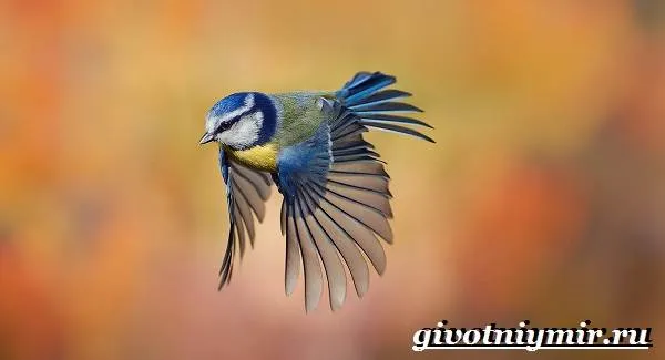 Синица-птица-Образ-жизни-и-среда-обитания-синицы-4