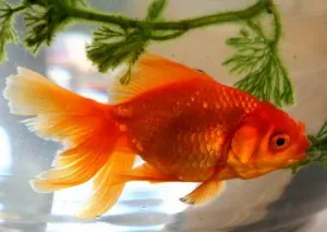 Сколько живут аквариумные золотые рыбки в домашних условиях?
