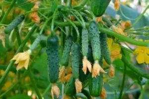 Описание огурцов сорта Патти, их характеристика и выращивание
