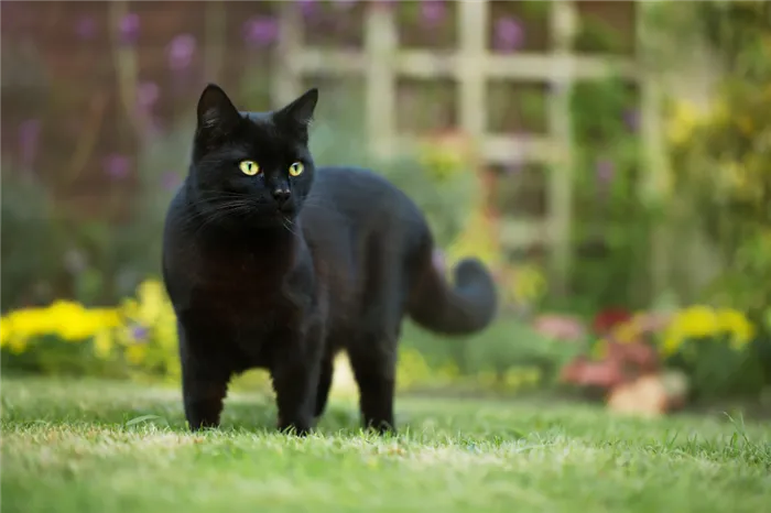 смешные клички для черных котов и кошек