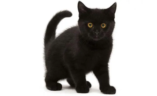 Черные породы кошек - главное фото
