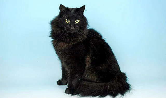 Черная норвежская кошка
