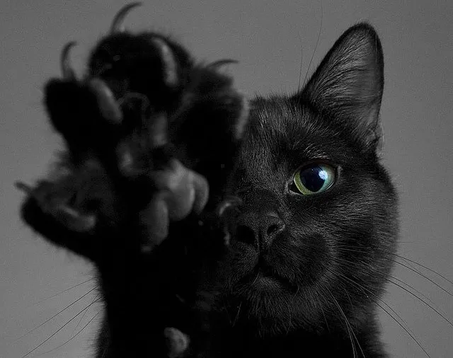 455+ красивых имен для черных кошек девочек