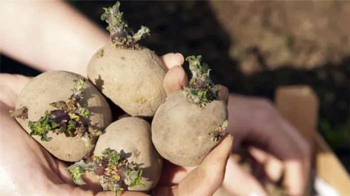 Технология подготовки картофеля к посадке