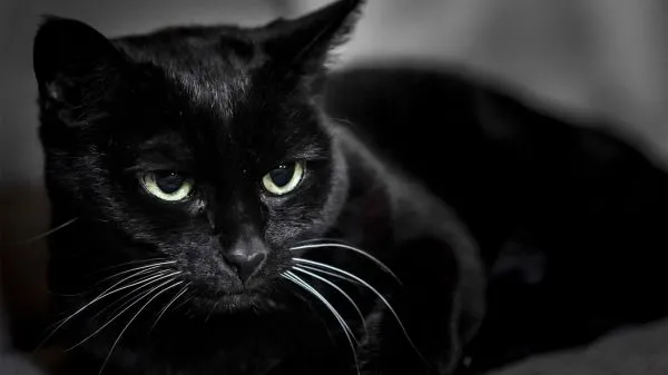 Чёрный зеленоглазый кот