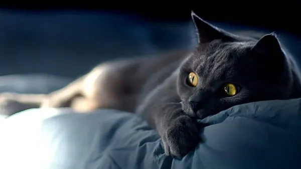 Тёмно-серая кошка с янтарными глазами в полумраке