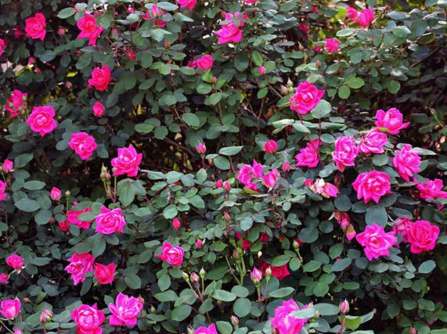 Цветение садовой розы