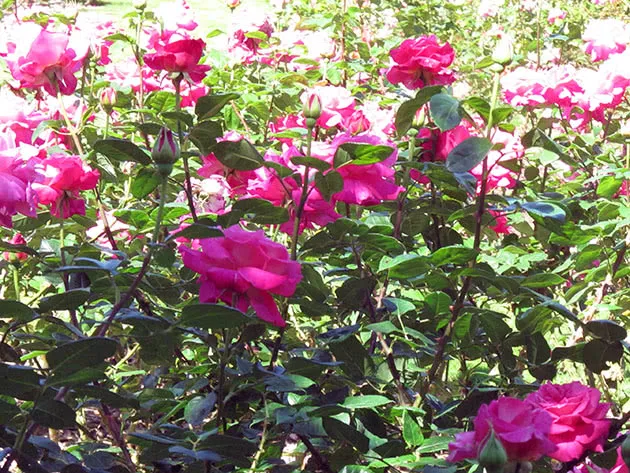 Выращивание кустовой розы в саду