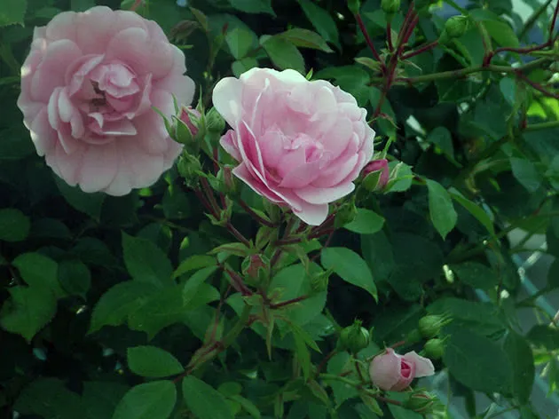 Цветок розы в саду
