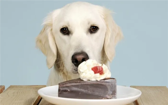 собака ест торт