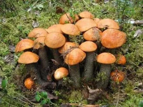Когда после дождя появляются грибы. Дневник грибника.Скорость роста грибов. 05