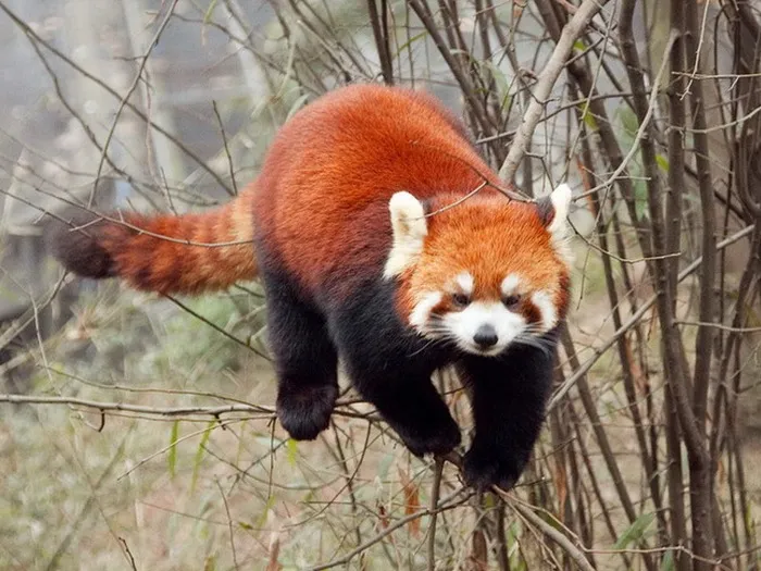Красная-панда-Описание-и-образ-жизни-красной-панды-8