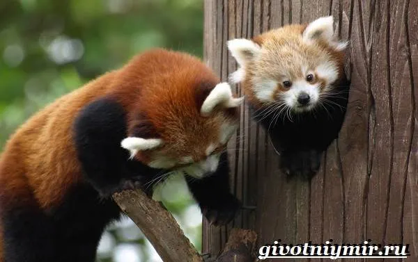 Красная-панда-Среда-обитания-и-особенности-красной-панды-6