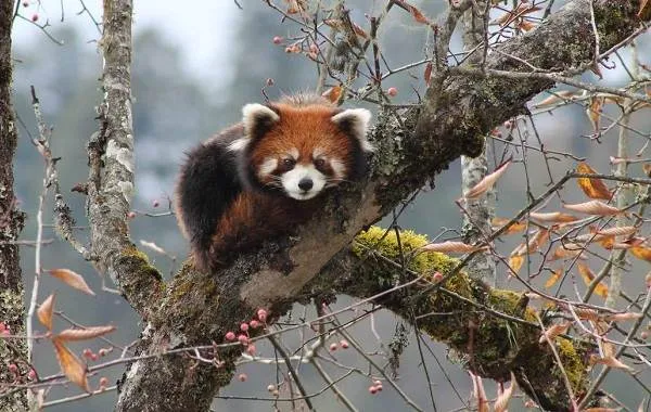 Красная-панда-животное-Описание-особенности-виды-образ-жизни-и-среда-обитания-панды-16