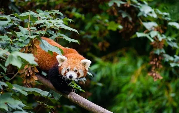 Красная-панда-животное-Описание-особенности-виды-образ-жизни-и-среда-обитания-панды-17