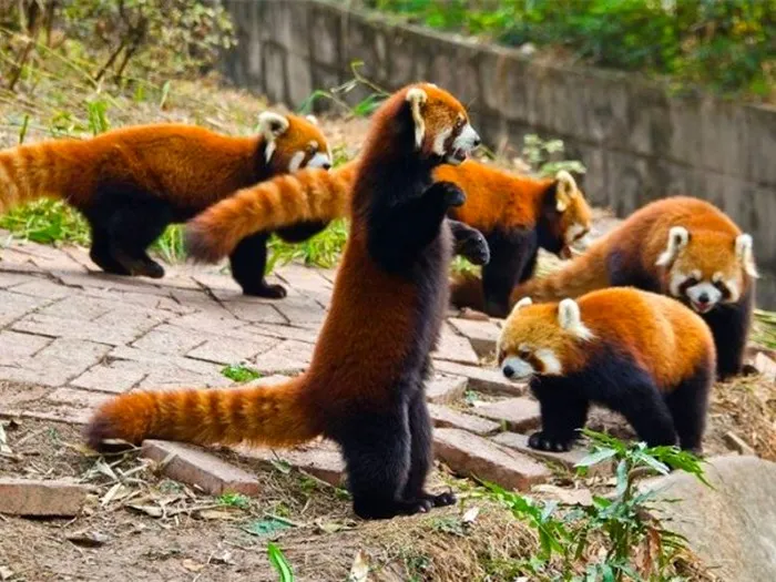 Красная-панда-Описание-и-образ-жизни-красной-панды-10