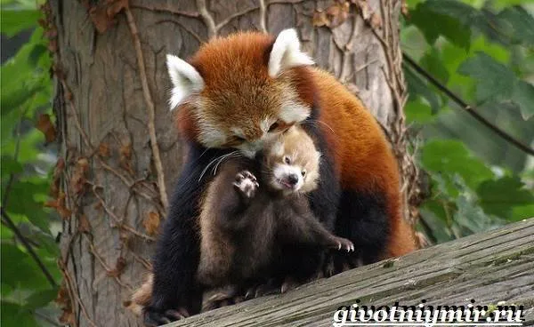 Красная-панда-Среда-обитания-и-особенности-красной-панды-7