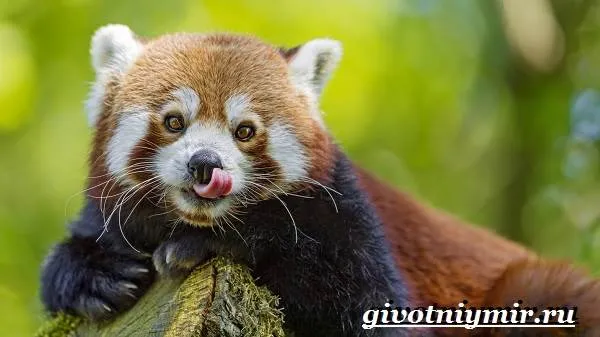 Красная-панда-Среда-обитания-и-особенности-красной-панды-1