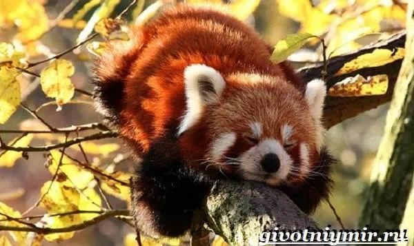 Красная-панда-Среда-обитания-и-особенности-красной-панды-3